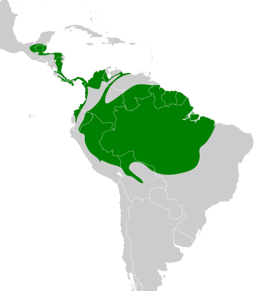 File:Terenotriccus erythrurus map.svg