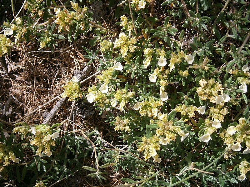 File:Teucrium montanum 003.JPG