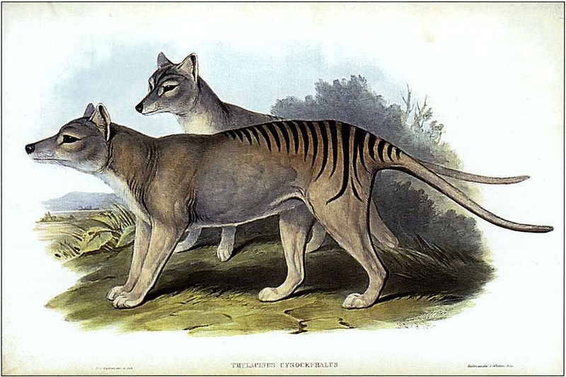 File:Thylacinus cynocephalus (Gould).jpg