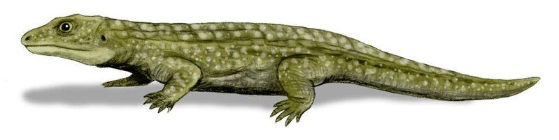 File:Tokosaurus BW.jpg