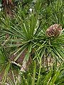 Leaves with a mature cone in Seattle, Washington