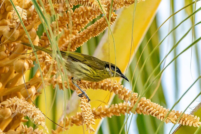 File:Varied honeyeater.jpg