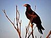 Wedge-tailed eagle