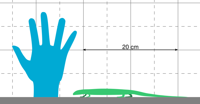 File:Westlothiana Scale.svg