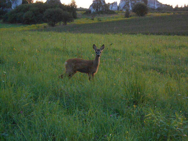 File:Young roe deer.jpg