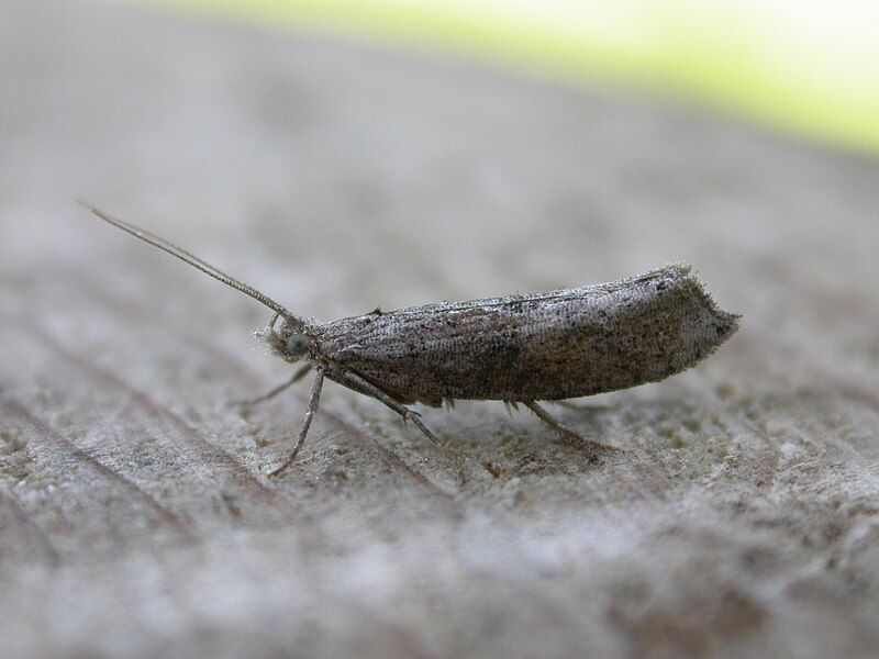 File:Ypsolopha horridella.jpg