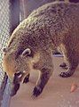 Liolik, South American coati