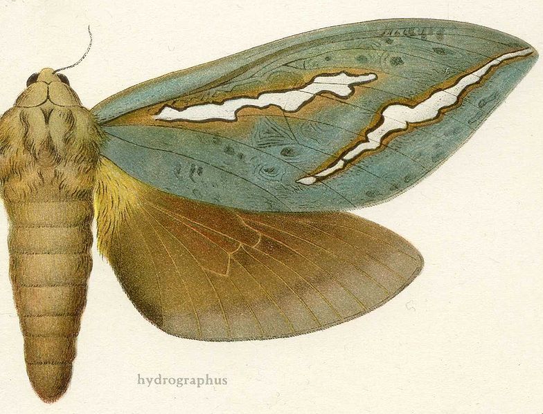 File:Abantiades hydrographus.jpg