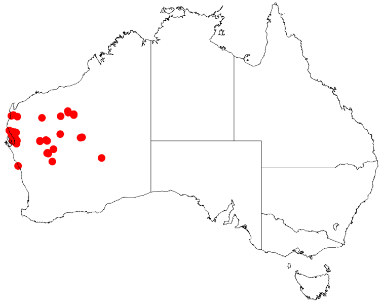 File:Acacia sibilansDistMap816.png