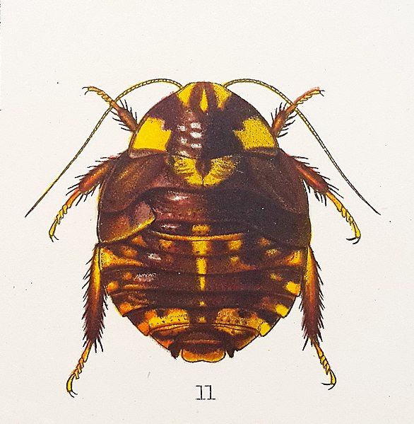 File:Acanthogyna deplanata00.jpg