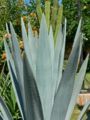 Agave tequilana