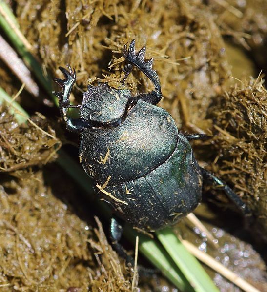 File:Allogymnopleurus thalassinus 000869-1.jpg