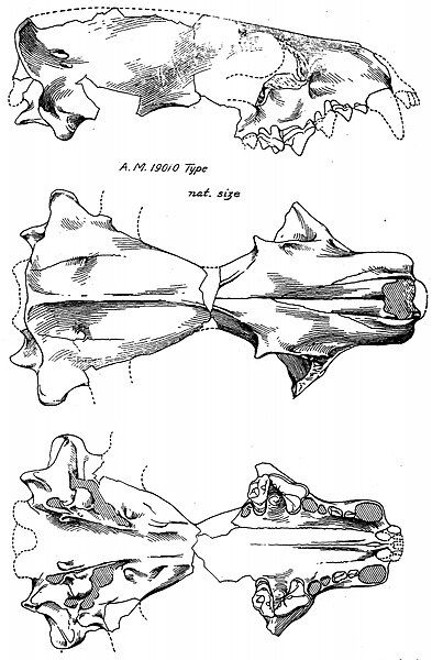 File:Amphicticeps skull.jpg