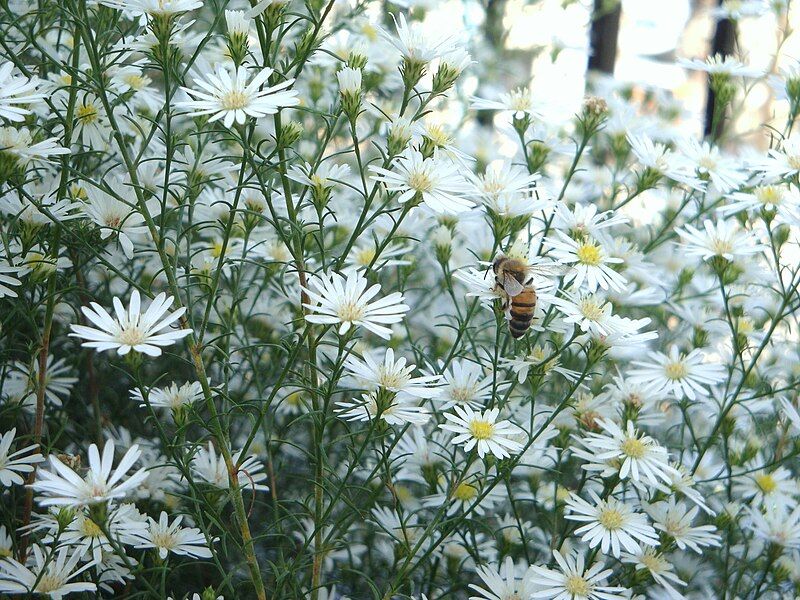 File:Anthemis cotula 2.jpg