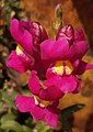 Antirrhinum majus flower