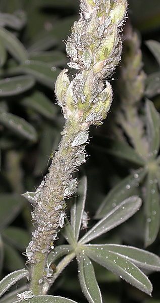 File:Aphids-on-lupine1.jpg