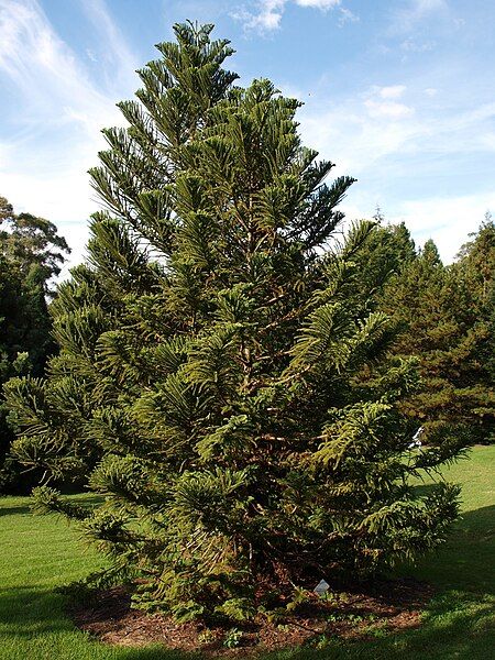 File:Araucaria biramulata.JPG