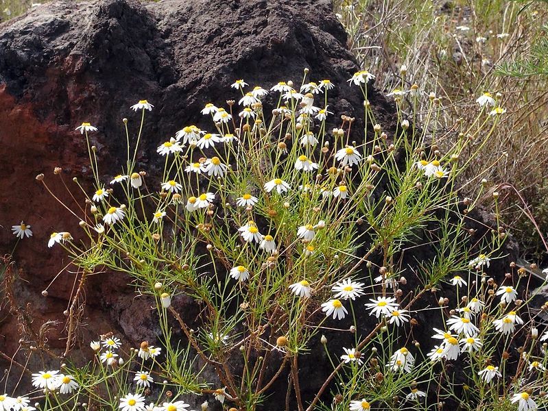 File:Argyranthemum gracile Tenerife.jpg