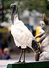 Australian White Ibis