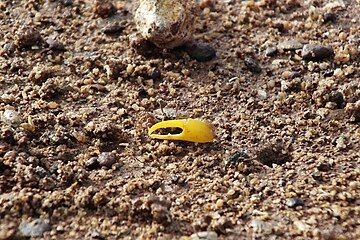 Austruca mjoebergi Banana fiddler crab, Australia