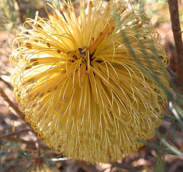 File:Banksia dolichostyla email.jpg