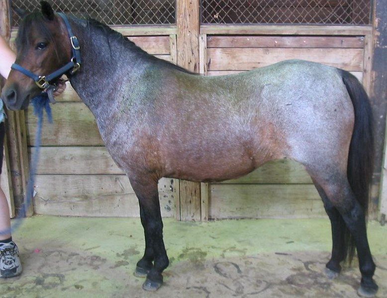 File:Bayroanshetlandpony.JPG