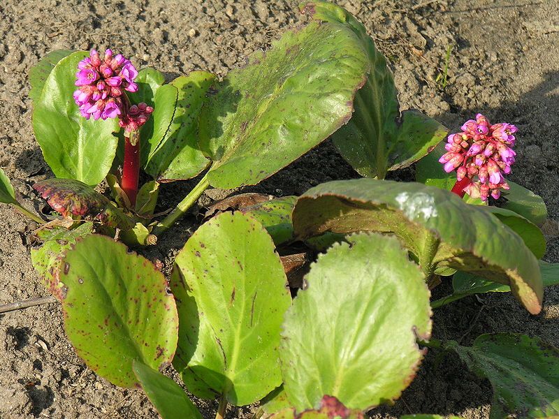 File:Bergenia crassifolia1.JPG