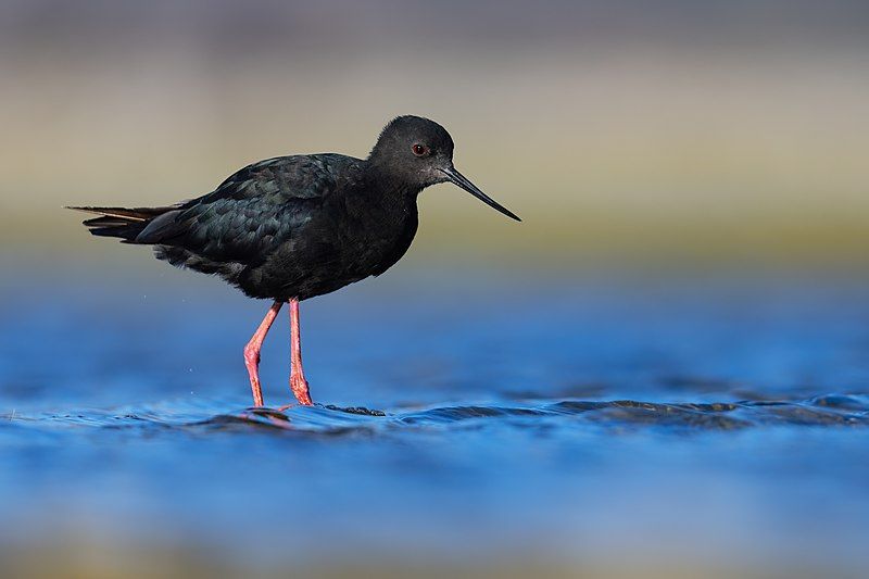 File:Black Stilt 0A2A2243.jpg