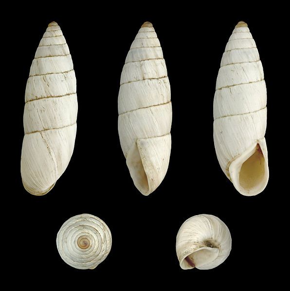 File:Brephulopsis cylindrica 02.JPG