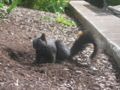 A black squirrel near the Buchanan Building block.