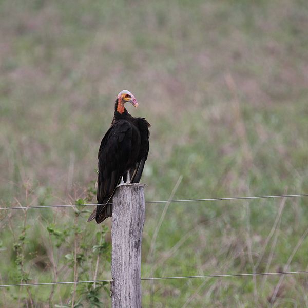 File:Cathartes Pantanal Zaun.jpg