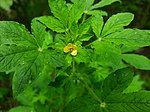 Flower of Cleome viscosa