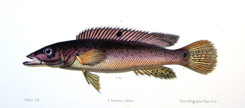 File:Crenicichla lacustris.jpg