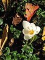 Crocus pulchellus 'Albus' inside of the flower