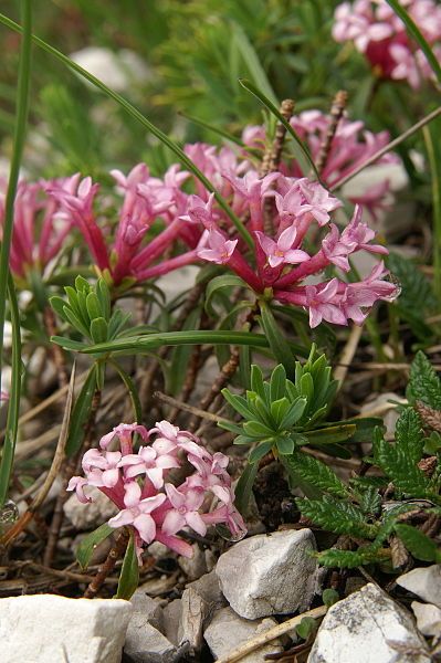 File:Daphne striata PID1613-2.jpg