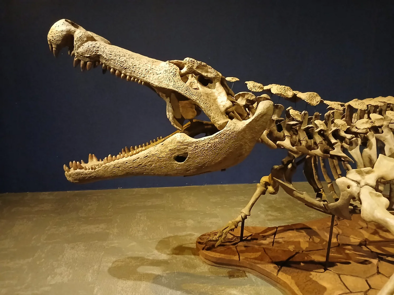 File:Deinosuchus side profile.webp