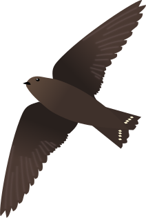 File:Dusky Crag Martin.svg