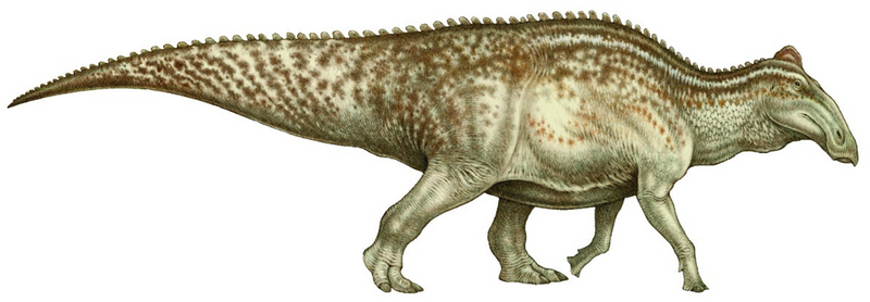 File:Edmontosaurus sp. reconstruction.PNG