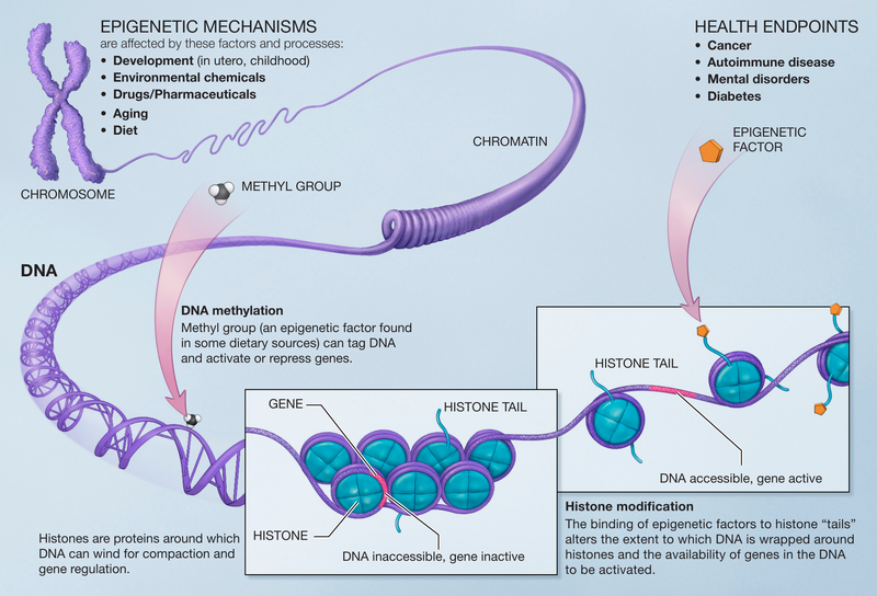 File:Epigenetic mechanisms.png