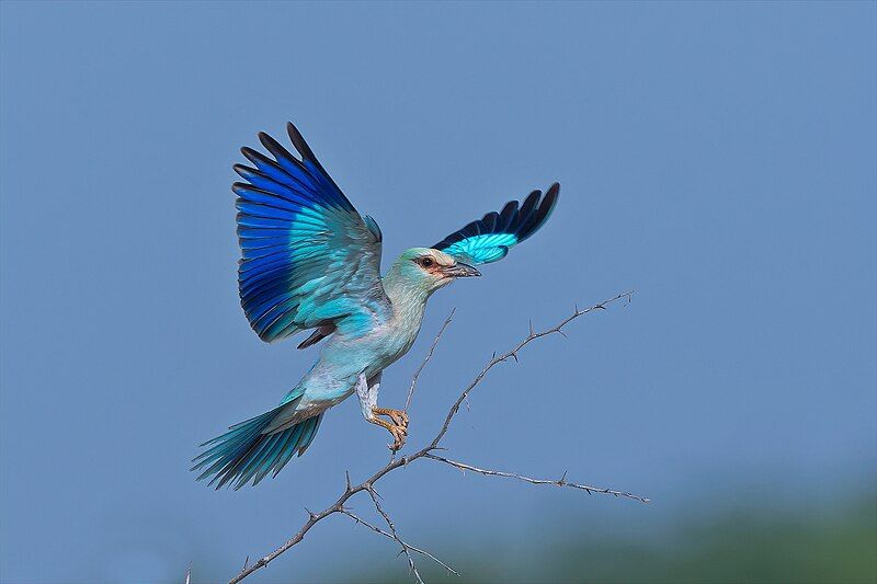 File:European Roller Lodai.jpg