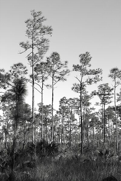 File:Everglades 11-27-09 021.JPG