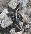 Undescribed bee fly of the genus Exoprosopa, Walnut Canyon, Carlsbad Caverns NP. Thanks to Andy Calderwood at BugGuide.net for this information.