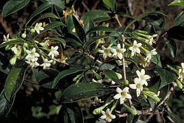 Flowers and foliage