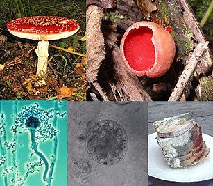 Pictures of different manifestations of fungi