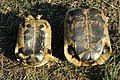 Greek tortoises from Sardinia: plastron of male (left) and female (right)