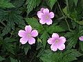 Geranium endressii close-up