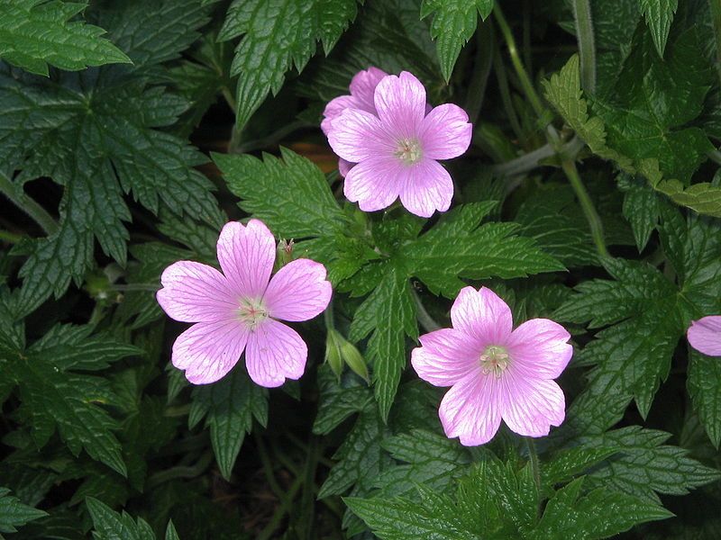 File:Geranium endressii002.jpg