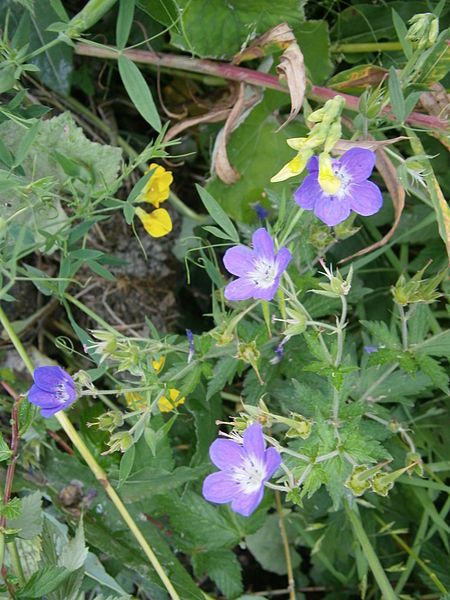 File:Geranium sylvaticum02.jpg