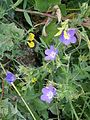 Geranium sylvaticum