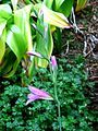 Gladiolus italicus